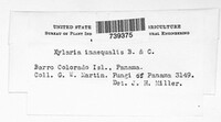 Image of Xylaria inaequalis
